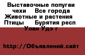 Выставочные попугаи чехи  - Все города Животные и растения » Птицы   . Бурятия респ.,Улан-Удэ г.